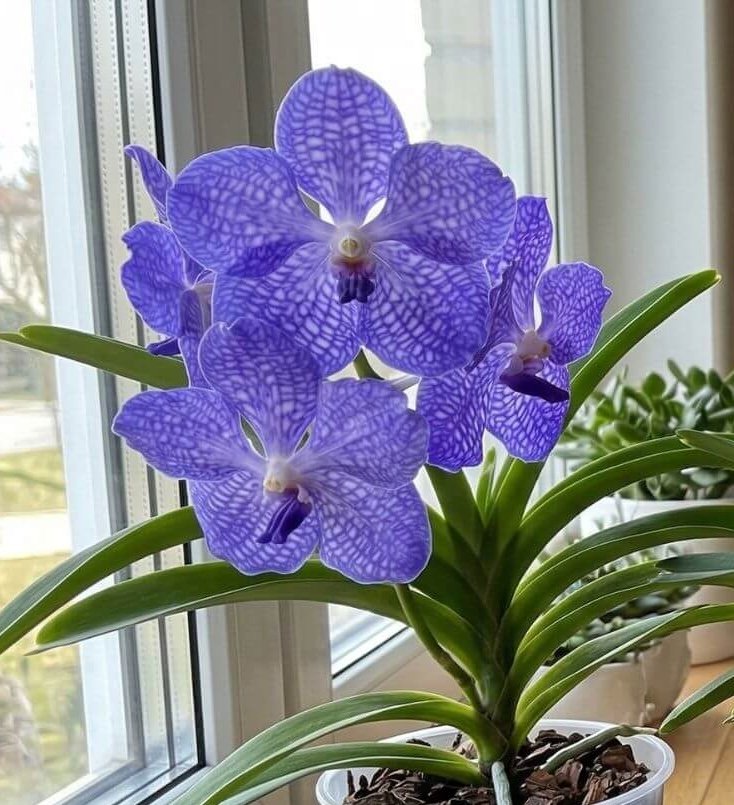 Mėlynoji vanda (Vanda coerulea) Mėlynoji vanda (Vanda coerulea)