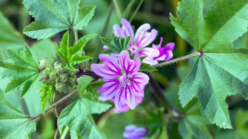 Mi&scaron;kinė dede&scaron;va (Malva sylvestris)