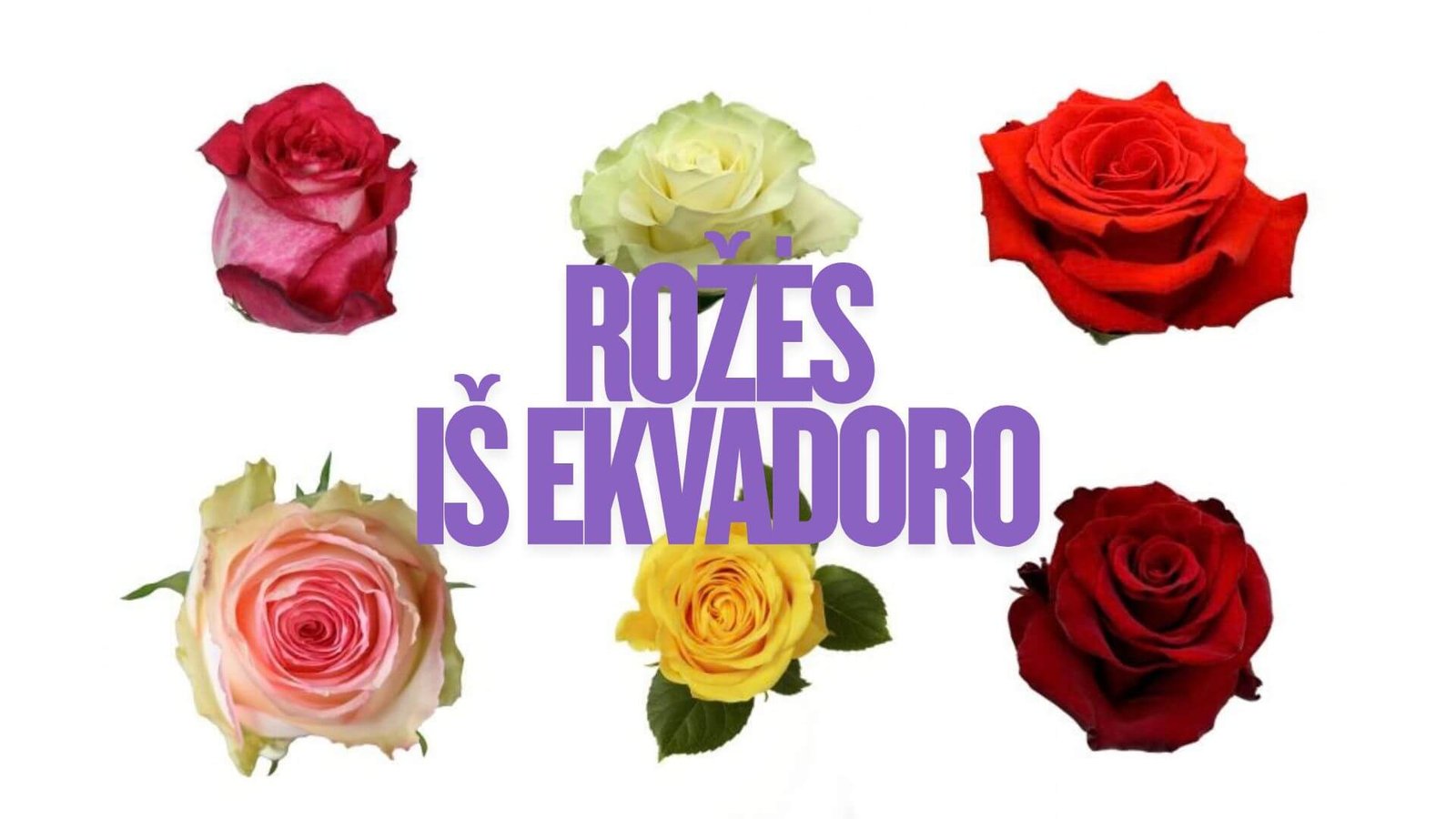 Skintų rožių i&scaron; Ekvadoro [apžvalga]