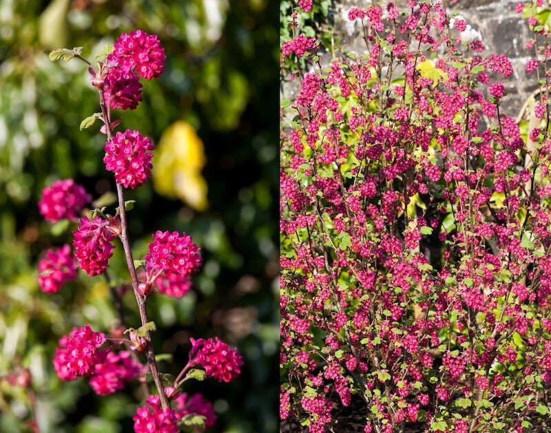 Raudonžiedžio serbento 'Koja' veislė Raudonžiedžio serbento 'Koja' veislė