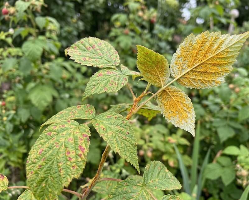 Aviečių rūdys (lot. Phragmidium rubi-idaei) Aviečių rūdys (lot. Phragmidium rubi-idaei)