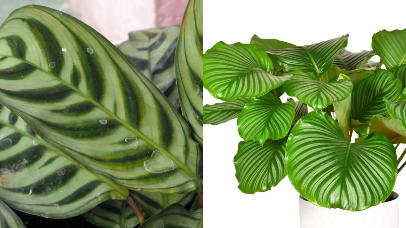 Kalatėja (Calathea) - viskas apie priežiūrą ir auginimą Kalatėja (Calathea) - viskas apie priežiūrą ir auginimą