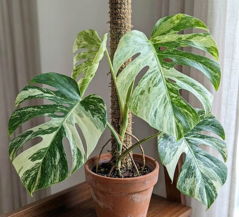 Monstera deliciosa 'Mint'