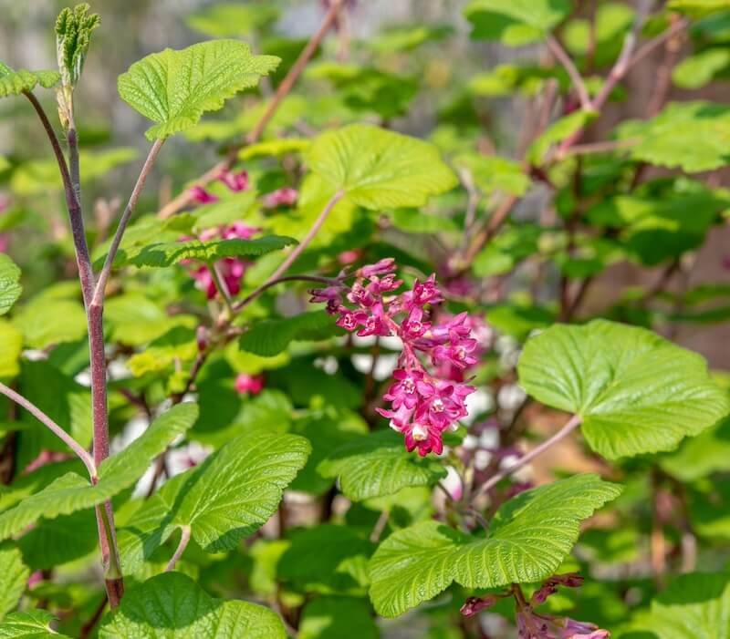Ribes sanguineum 'Pulborough Scarlet' Ribes sanguineum 'Pulborough Scarlet'