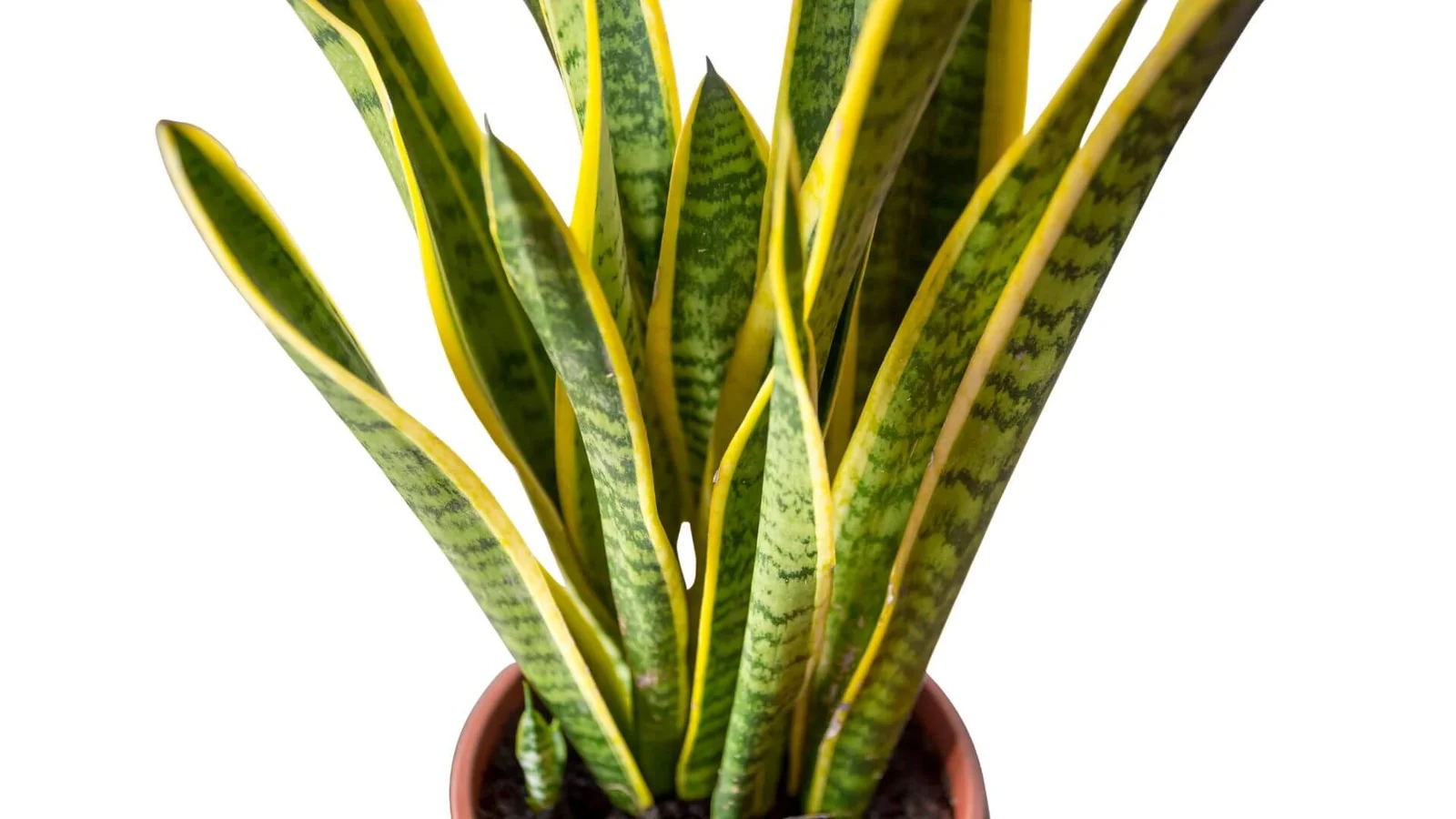 Sansevjera (lot. Sansevieria trifasciata) Sansevjera (lot. Sansevieria trifasciata)