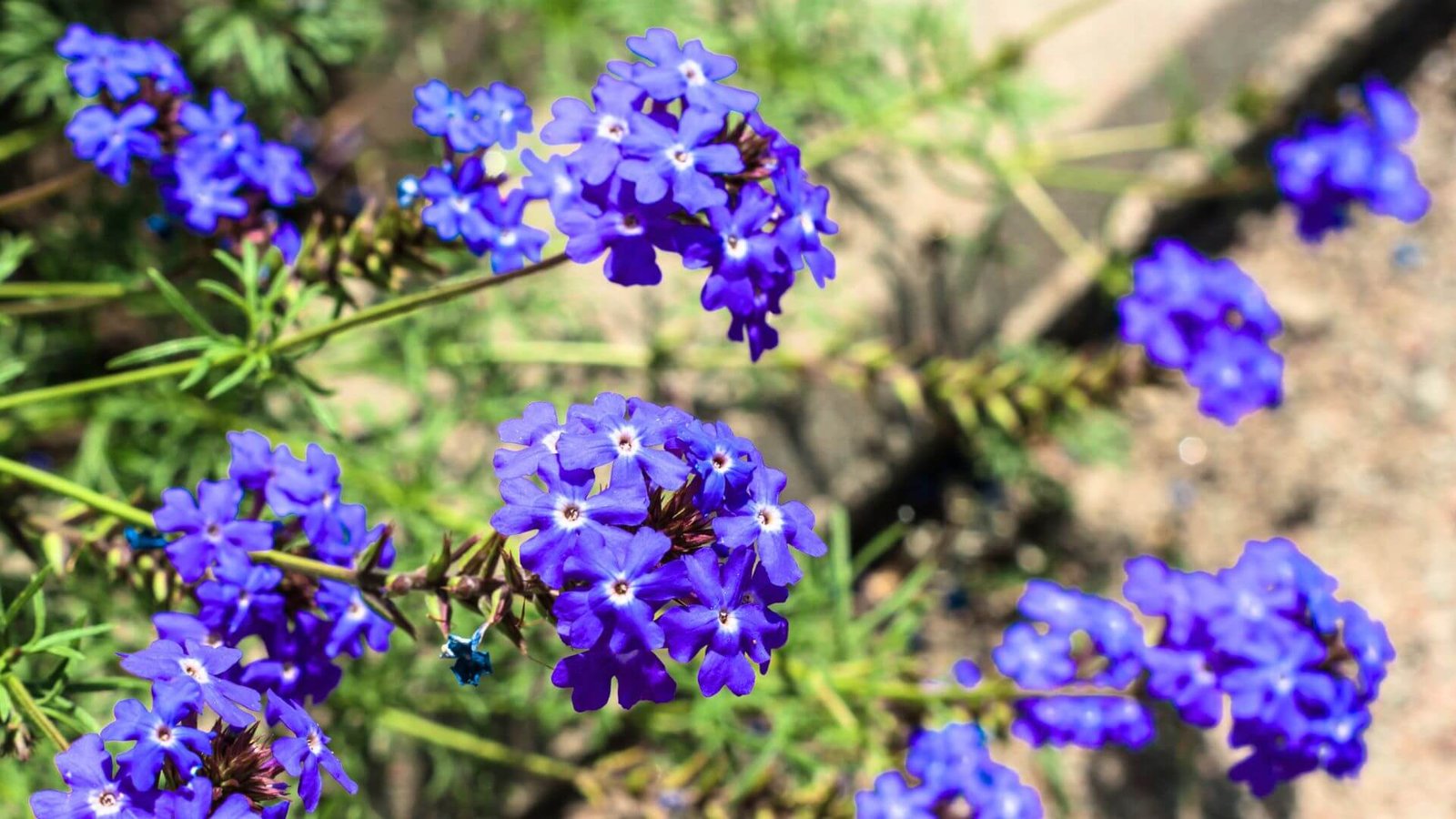 Flioksas 'Blue Paradise' (Phlox paniculata) auginimas ir priežiūra Flioksas 'Blue Paradise' (Phlox paniculata) auginimas ir priežiūra