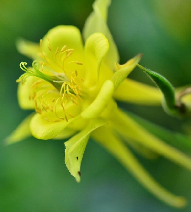 Ilgasis sinavadas (Aquilegia longissima) Ilgasis sinavadas (Aquilegia longissima)