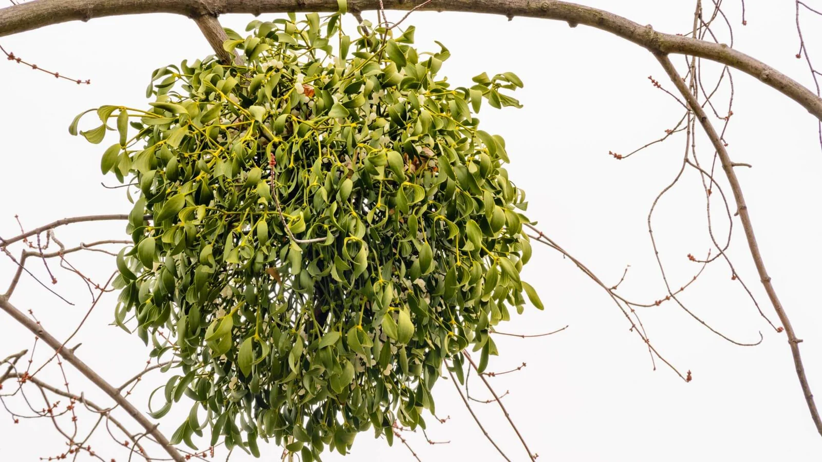 Kokie yra pusiau parazitiniai augalai Lietuvoje?