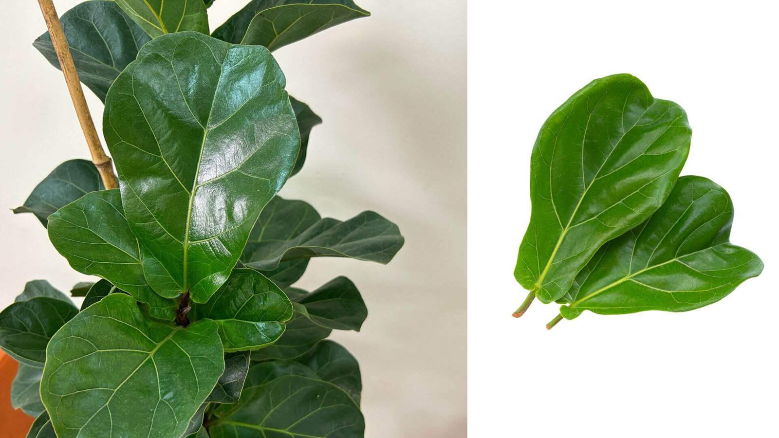 Lapų kritimas arba kodėl fikusas meta lapus?