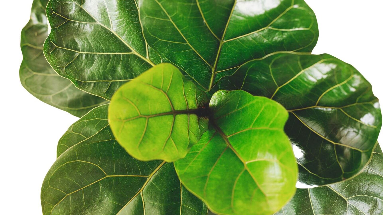 Lapų sukimasis arba kodėl raitosi fikuso lapai?