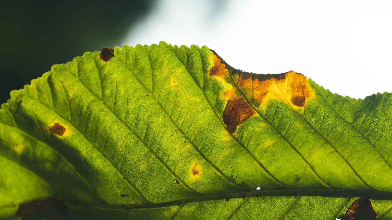 Kaip atpažinti rudas dėmes ant fikuso lapų?