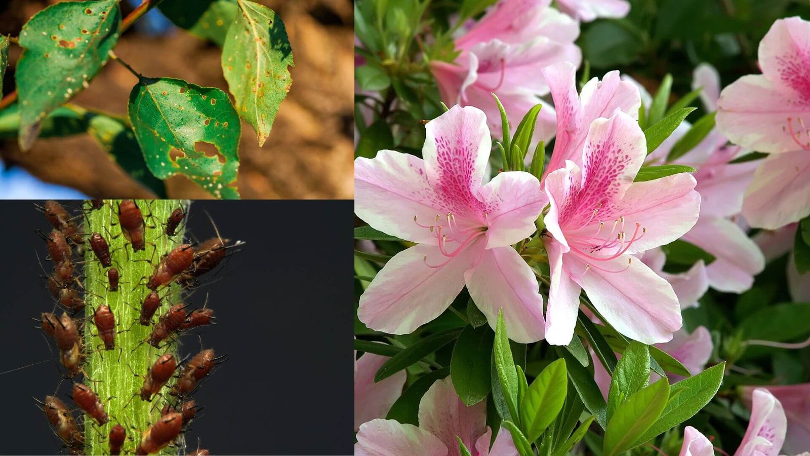 Užpuolė azaliją ligos ir kenkėjai, ką daryti?