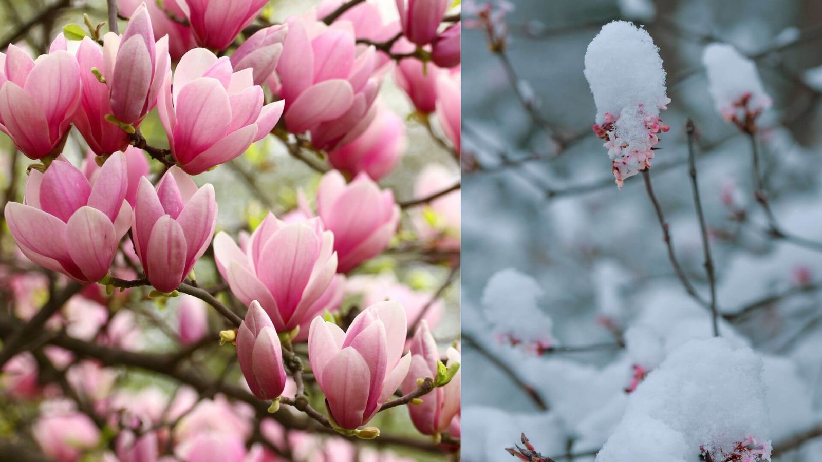 Magnolijos priežiūra žiemą, kokius darbus atlikti?