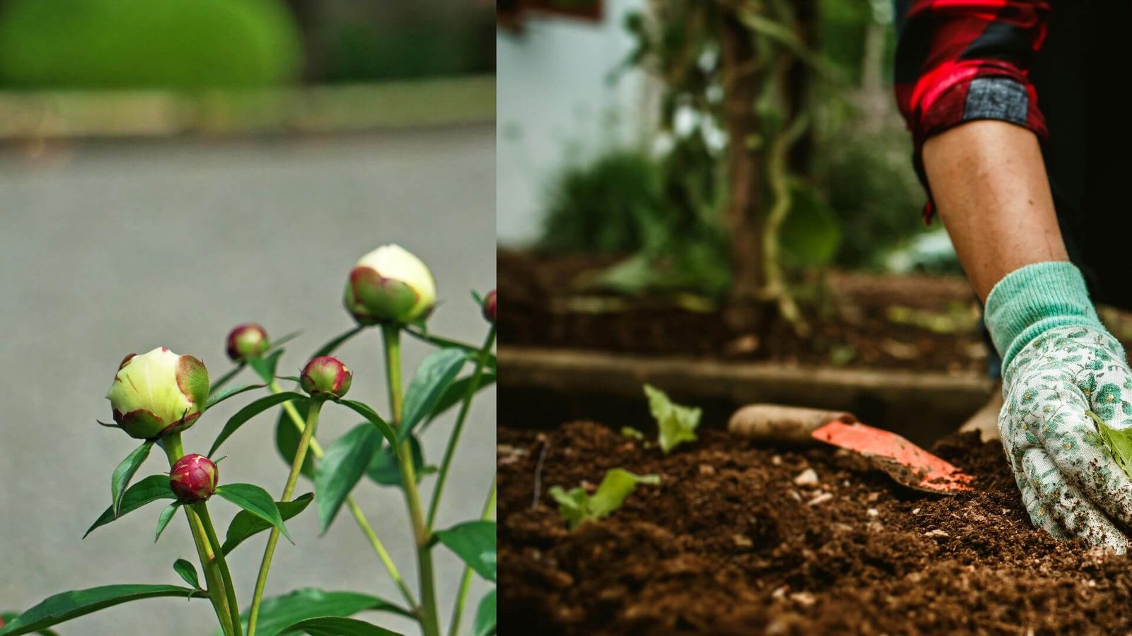 Sėkmingas bijūnų dauginimas rudenį - žingsnis po žingsnio