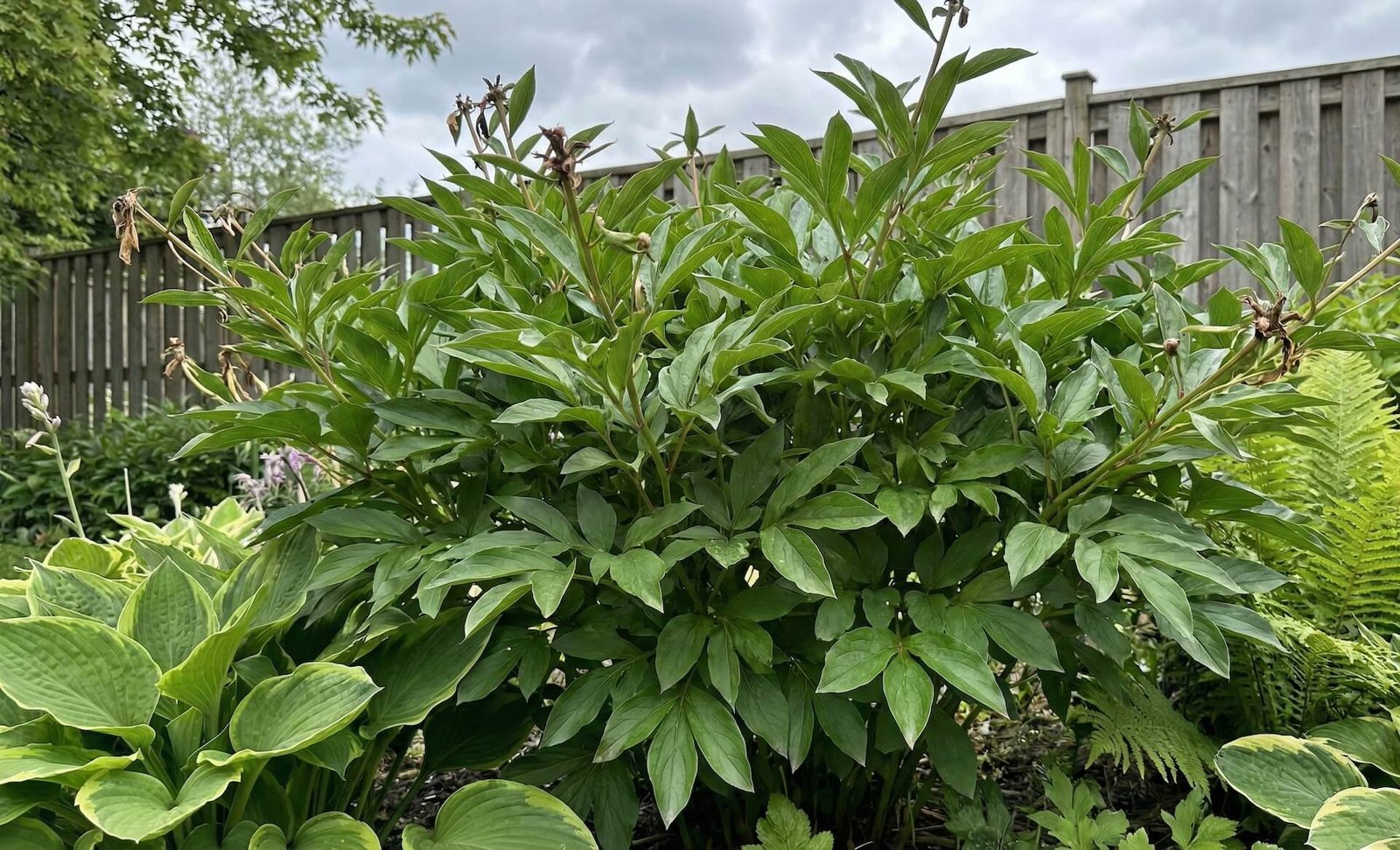 Nežydi bijūnai? 5 priežastys, kodėl neturite žiedų