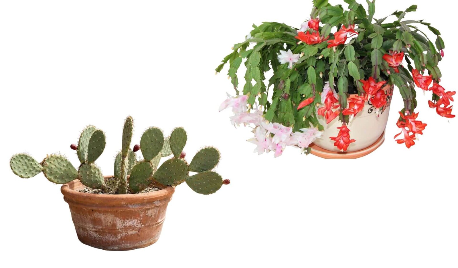 Kaktusai plokščiais lapais, pavadinimai, priežiūra ir skirtumai