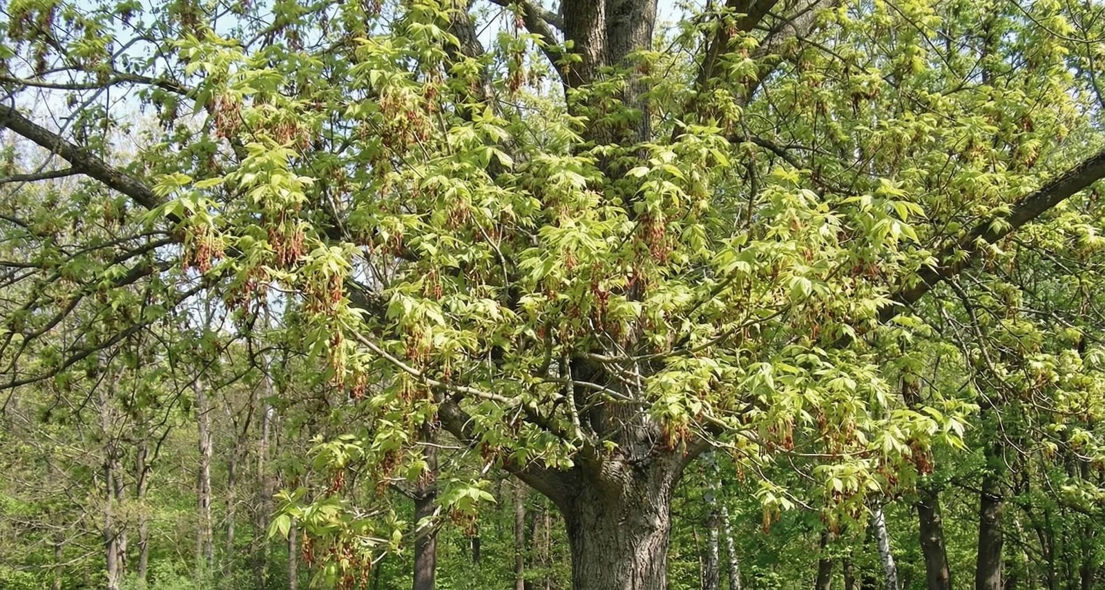 Didžiausia klaida naikinant uosialapį klevą, kodėl nupjovus jis tampa dar pavojingesnis?
