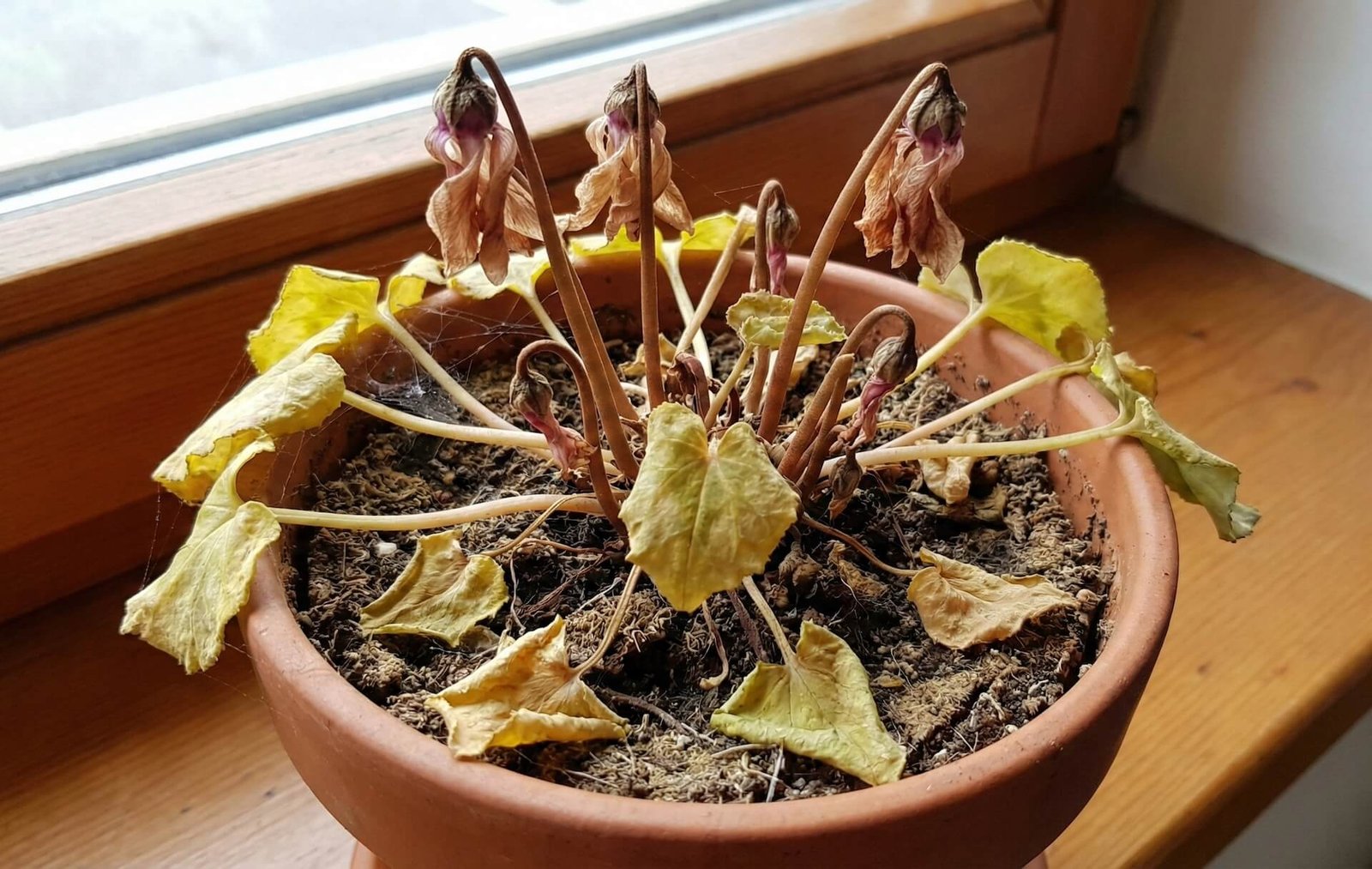 Ciklamenas nuvyto? 5 skubūs būdai jį išgelbėti