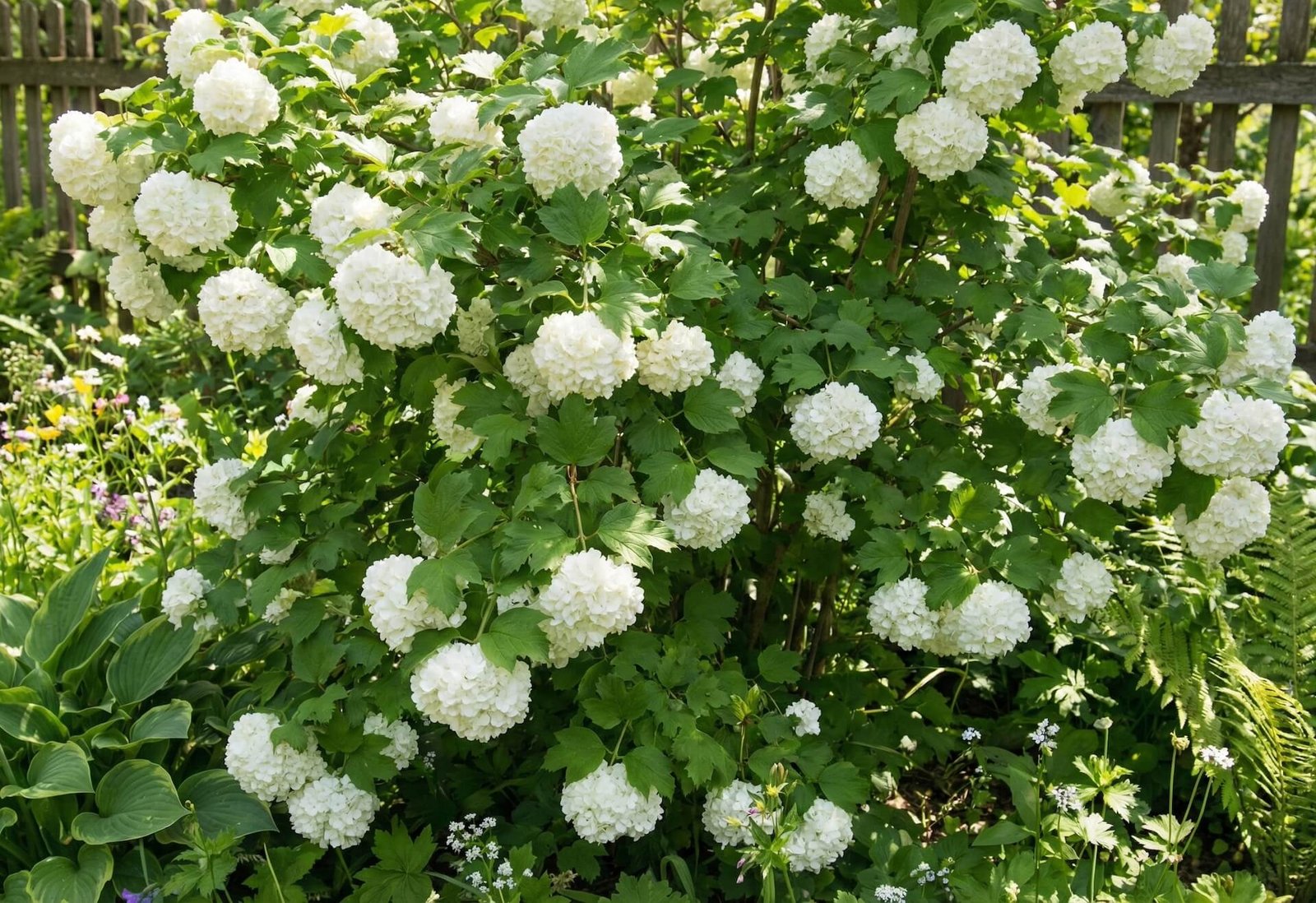 Putinas: nauda, sodinimas ir veislės Lietuvoje