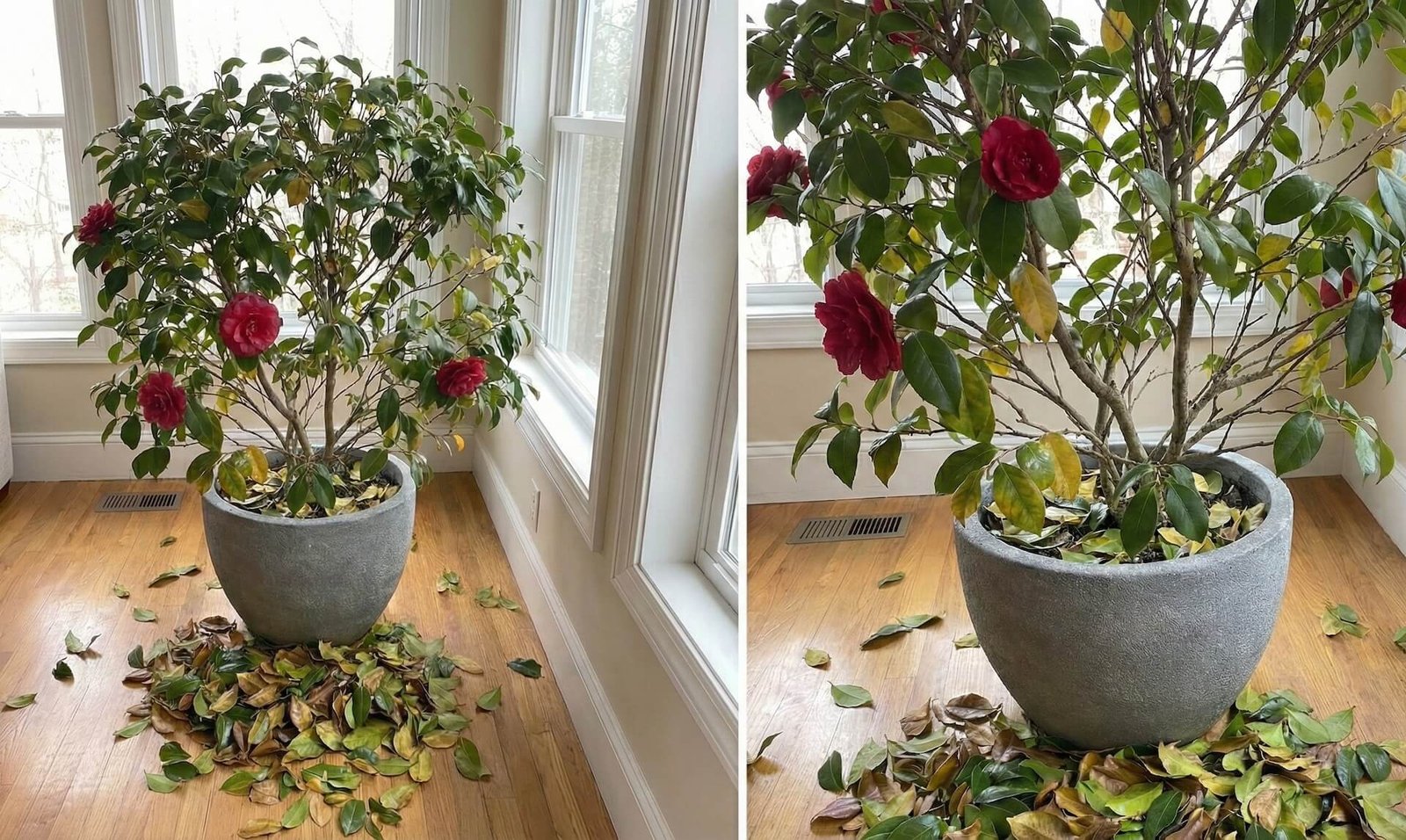 Japoninė kamelija meta lapus? 5 ligos ir sprendimai