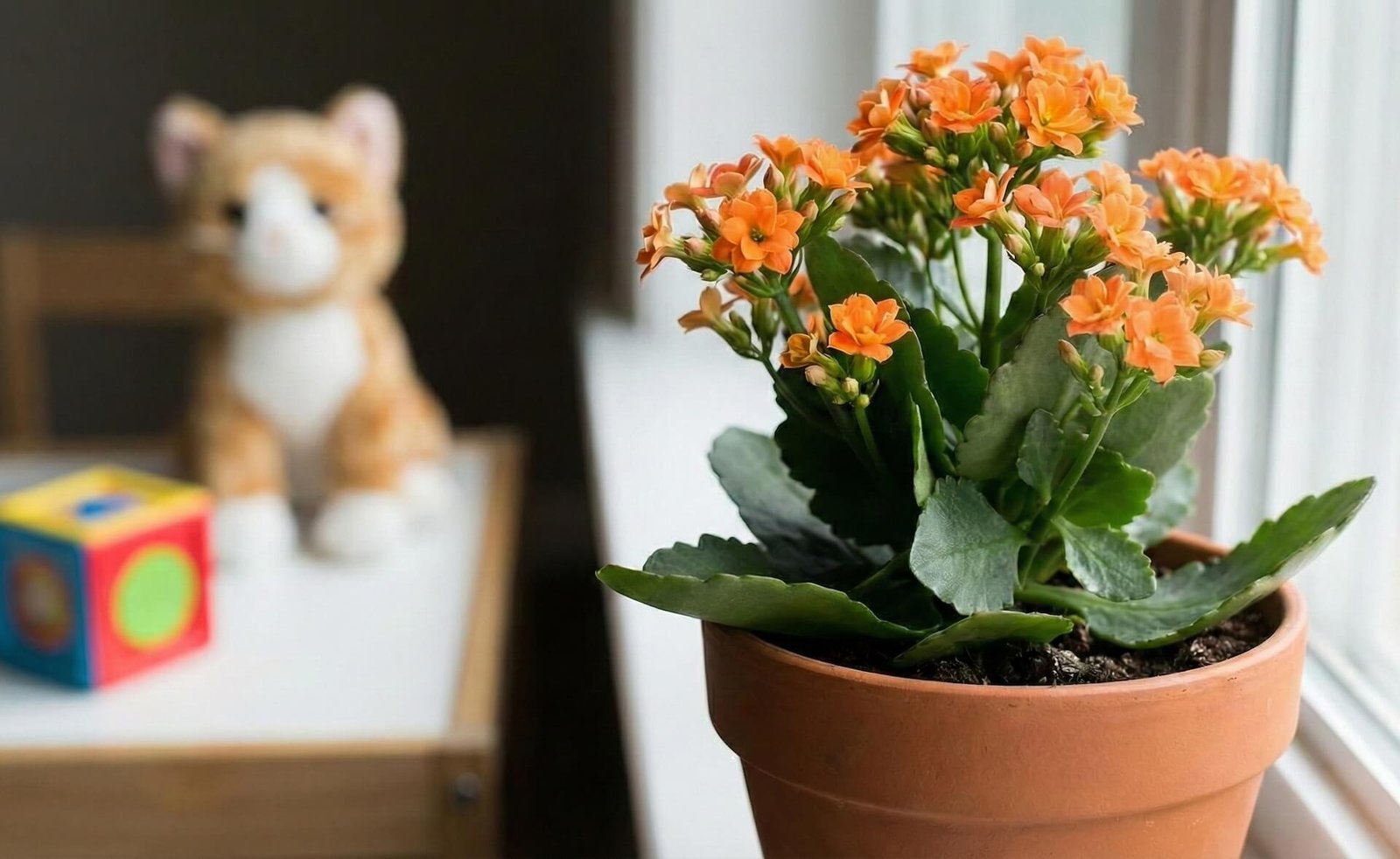 Kalankė, ar ji nuodinga? Pavojus katėms ir vaikams