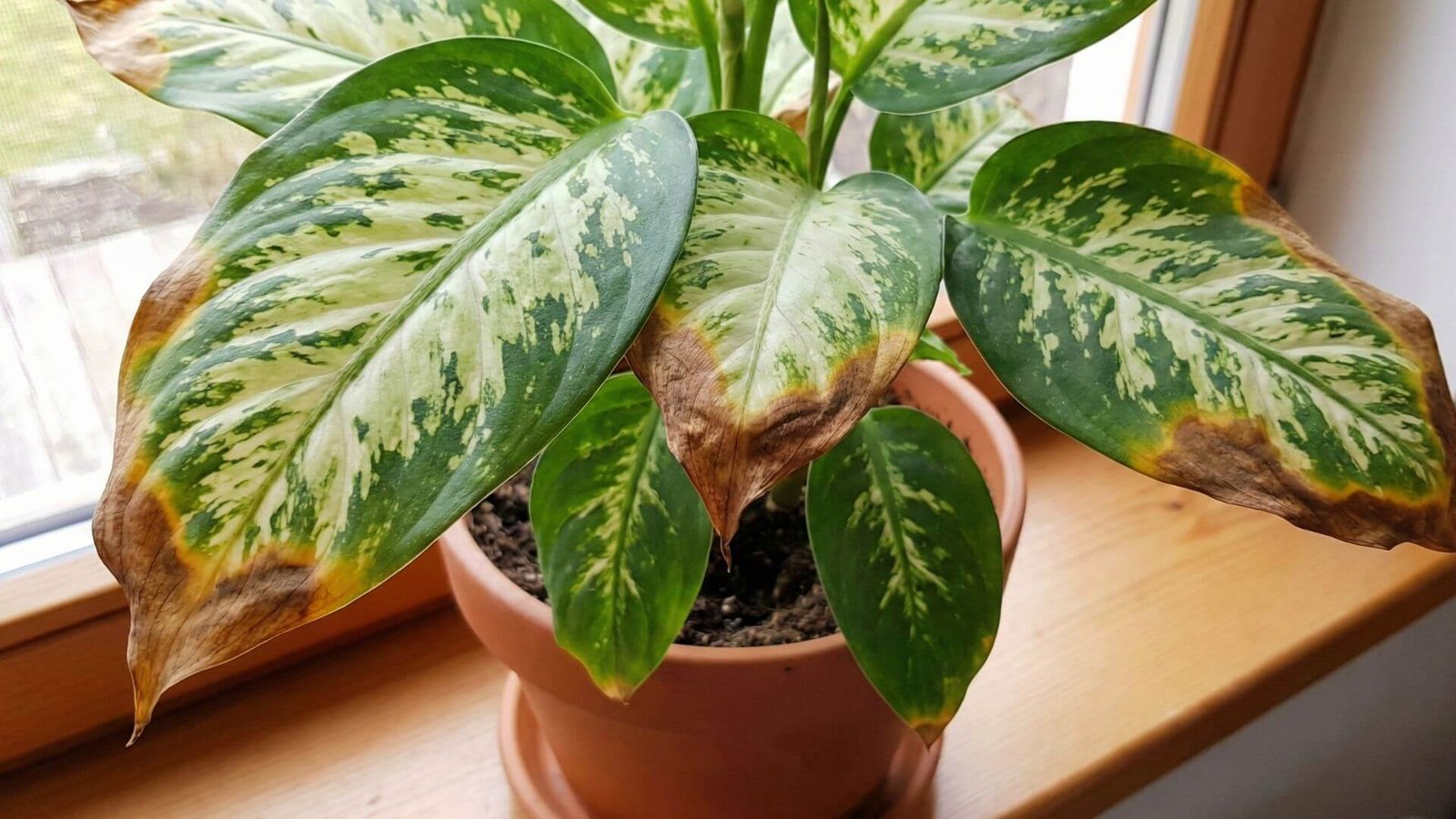 Difenbachija, 4 priežastys, kodėl atsiranda rudos dėmės