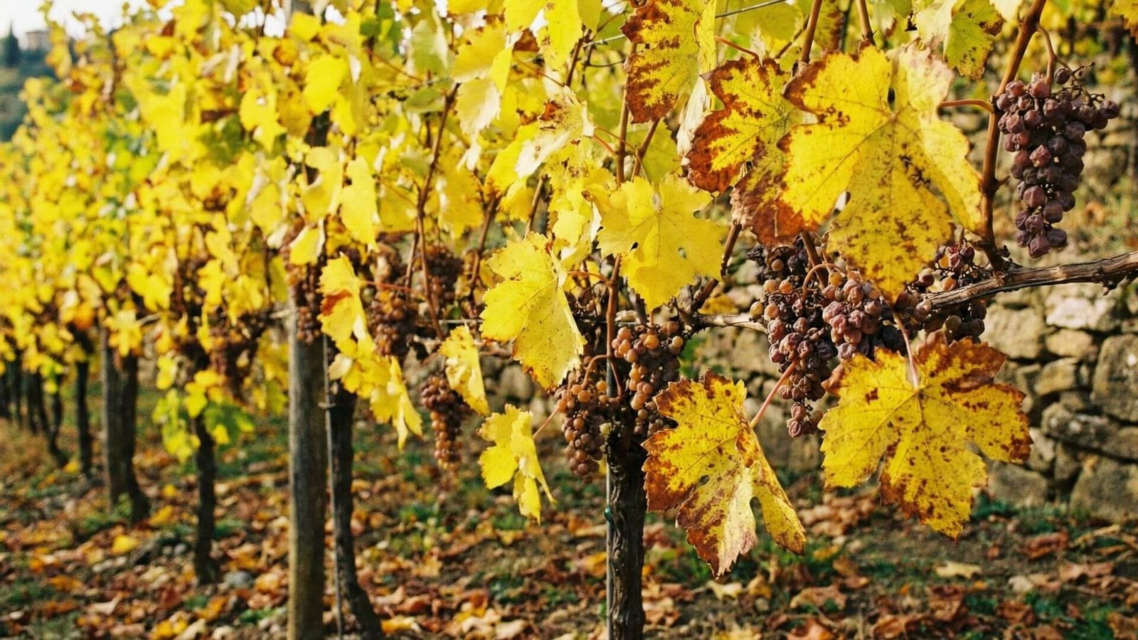 Vynuogės, 4 pagrindinės priežastys, kodėl gelsta lapai