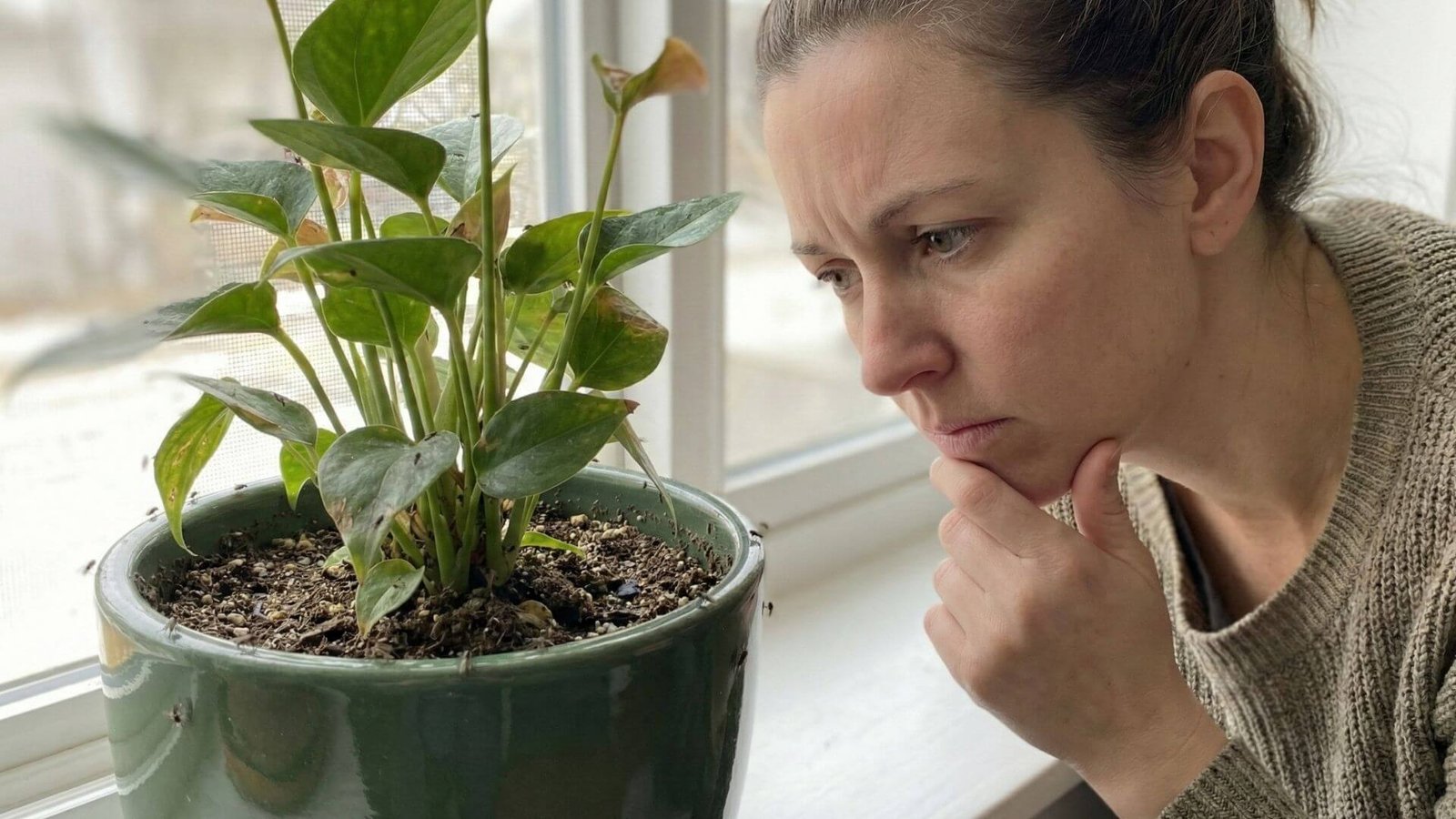 Atsirado muselių vazone? 3 būdai atsikratyti jų per 24 valandas