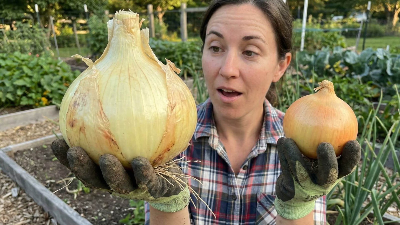 Svogūnai 'Exhibition', 4 žingsniai link rekordinio dydžio šiam pavasariui