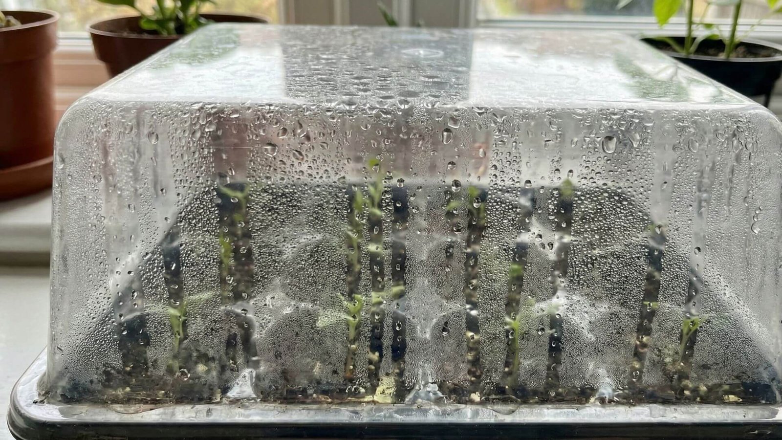 Kondensatas ant daigyklos dangčio, 4 taisyklės balansui