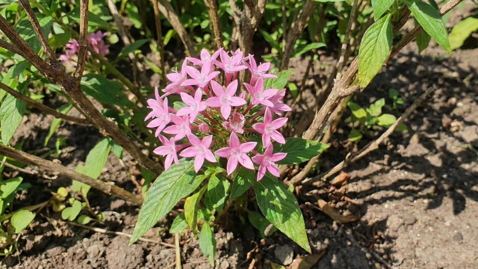 Pentas, vienmetė ar daugiametė gėlė? Auginimas ir žiemojimas