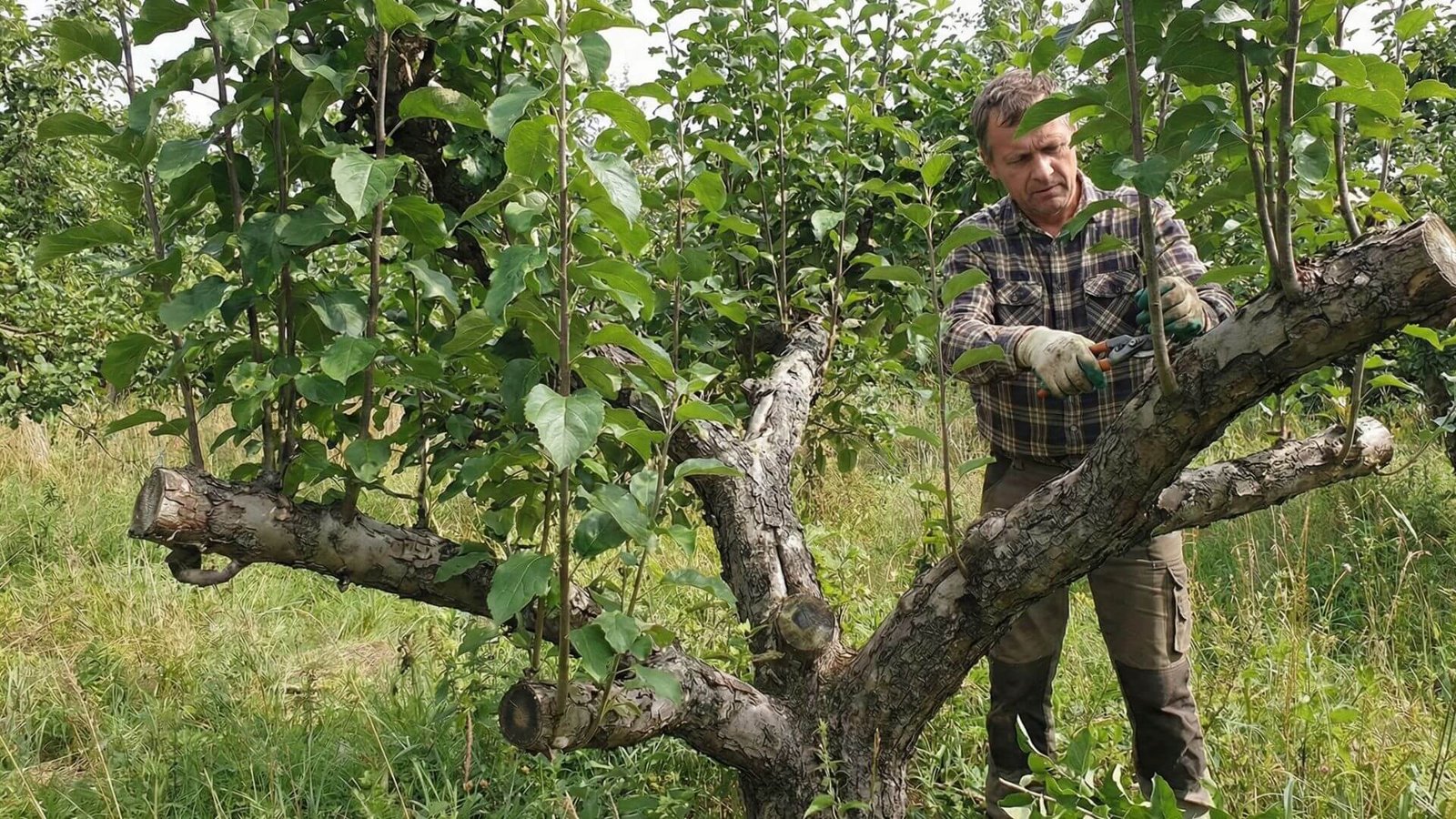 Vilkūglių pjovimas, 3 dalykai, kurių negalima pamiršti