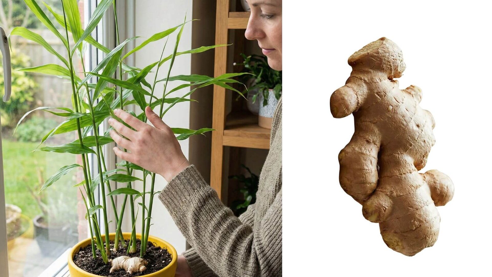 Imbieras auginimas namuose, 3 taisyklės, kurių negalima pamiršti