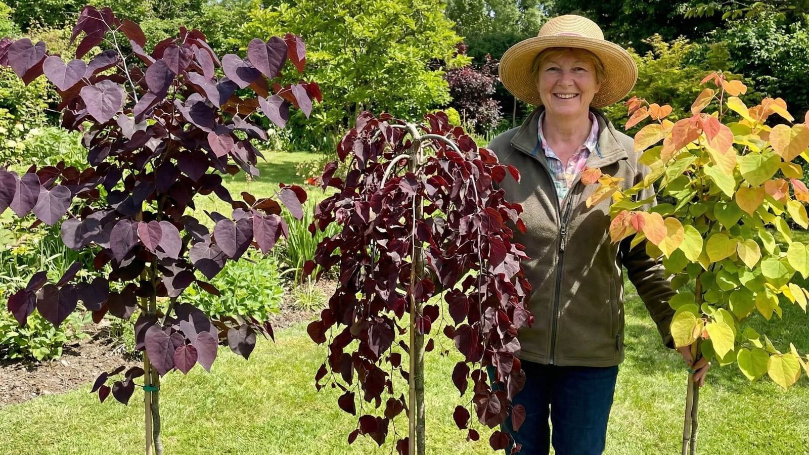 Kanadinis cercis - 3 veislės, kurias verta išbandyti