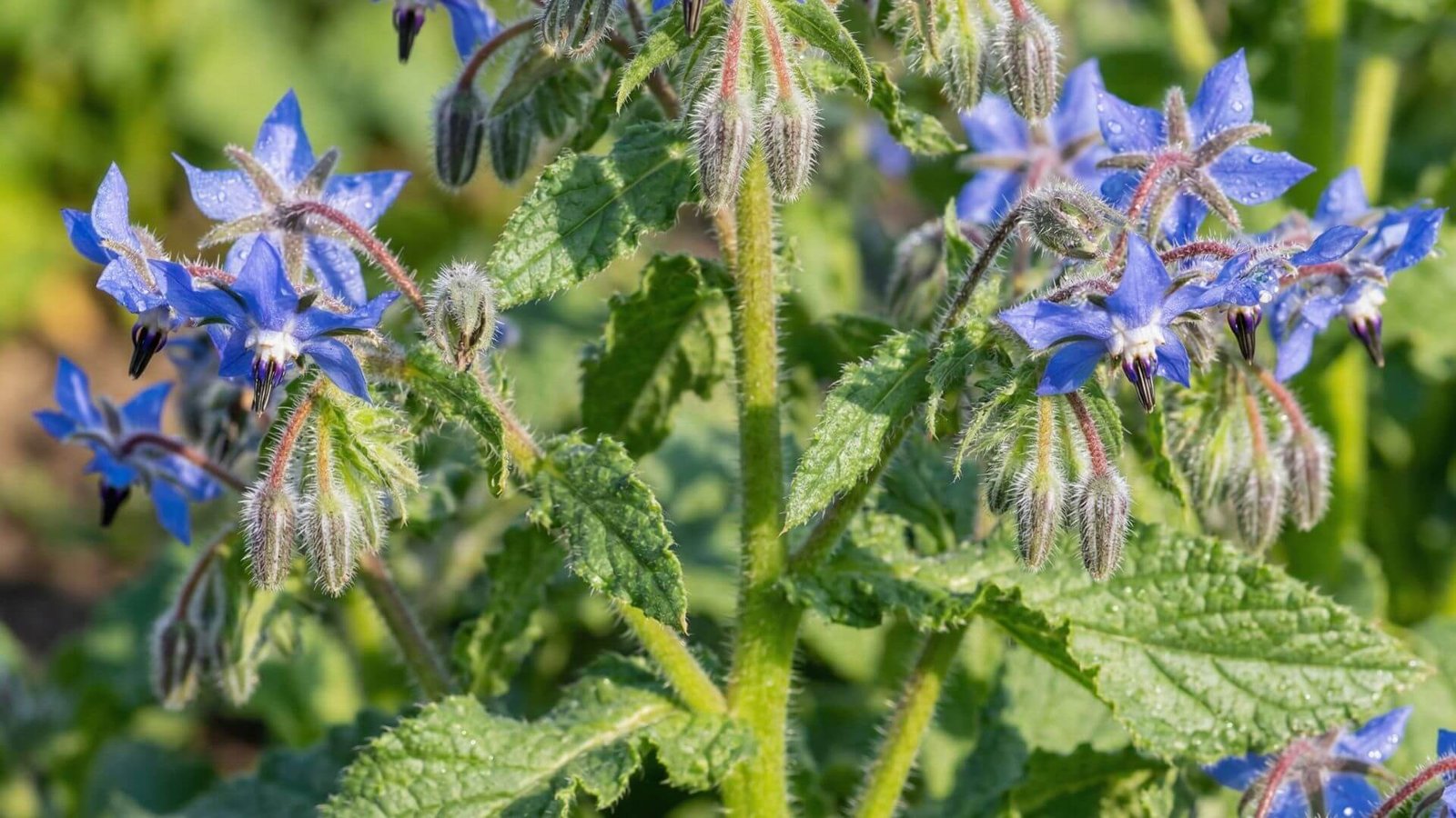 Vaistinė agurklė, auginimas, nauda ir panaudojimas