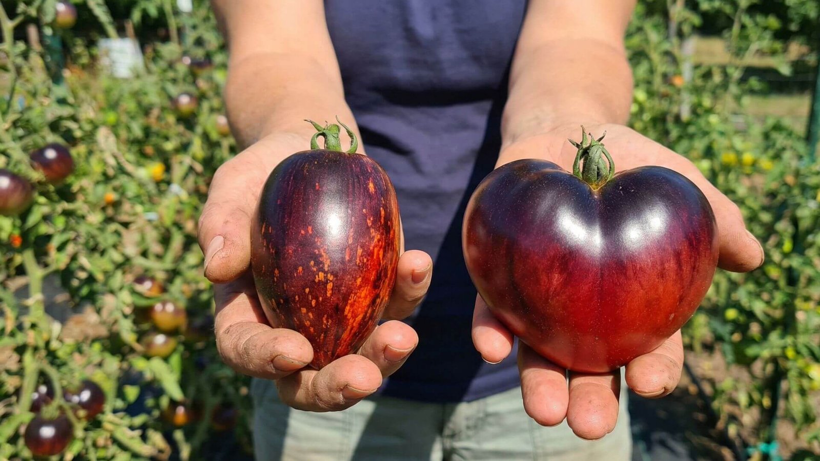 Antocianiniai pomidorai Gargamel ir Sgt. Peppers - ar verta auginti?