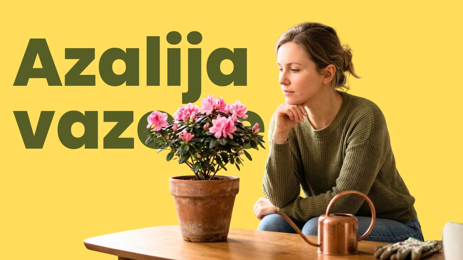 Azalija vazone, kaip prižiūrėti ir auginti kambaryje?