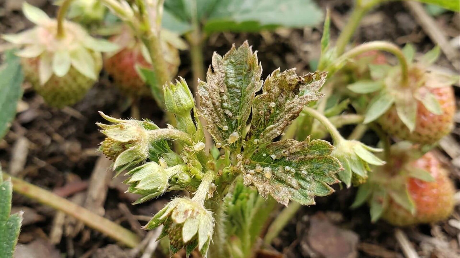 Žemuoginė erkė braškėse, 2026 pavasarinis purškimas