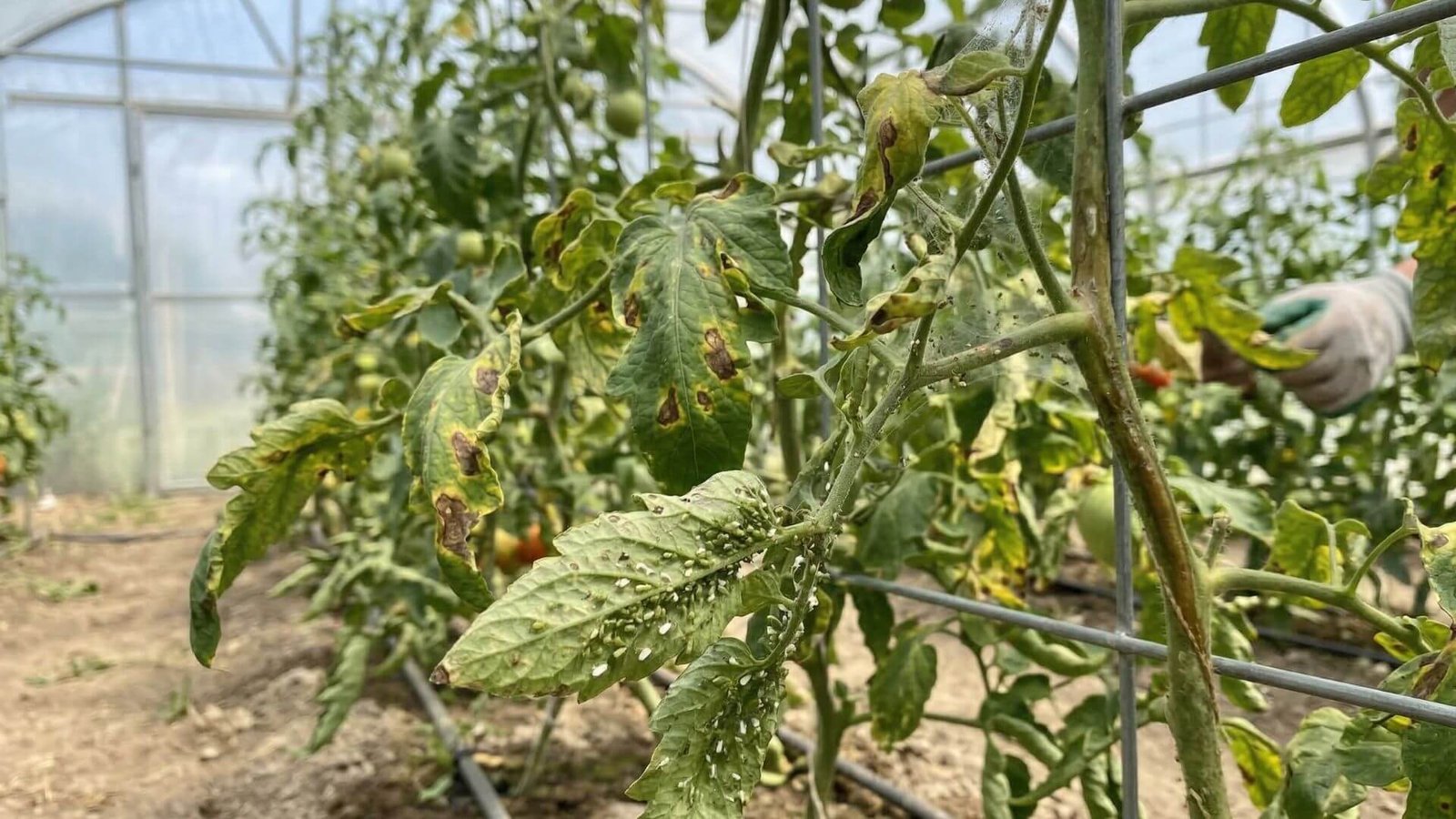 Kenkėjai ir ligos šiltnamyje, kaip efektyviai kovoti?