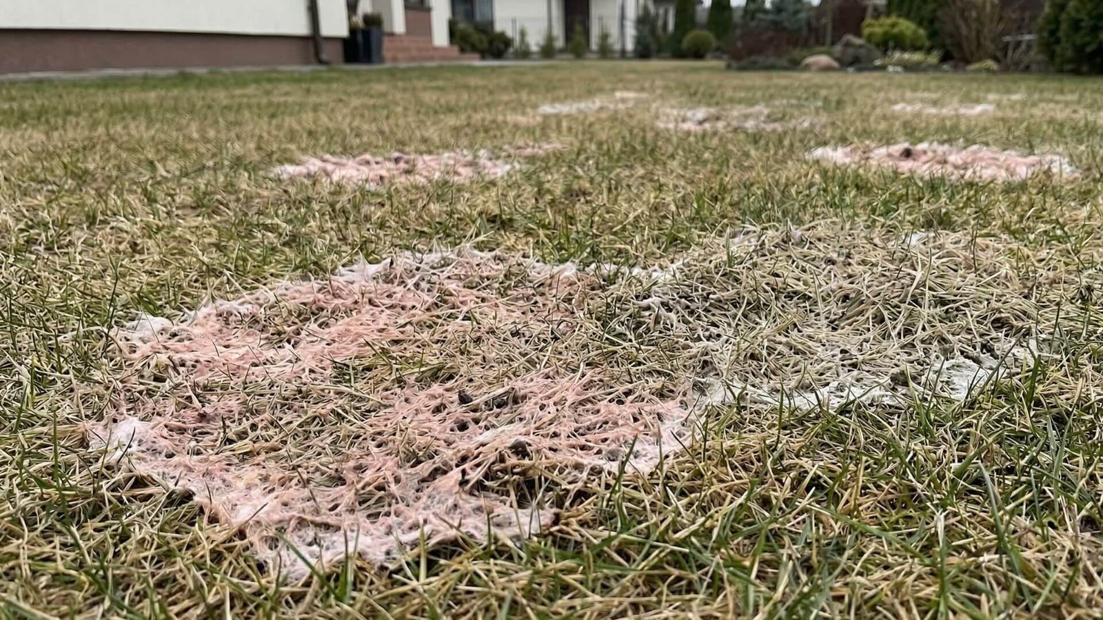 Sniego pelėsis vejoje, kaip naikinti? 4 praktiniai patarimai