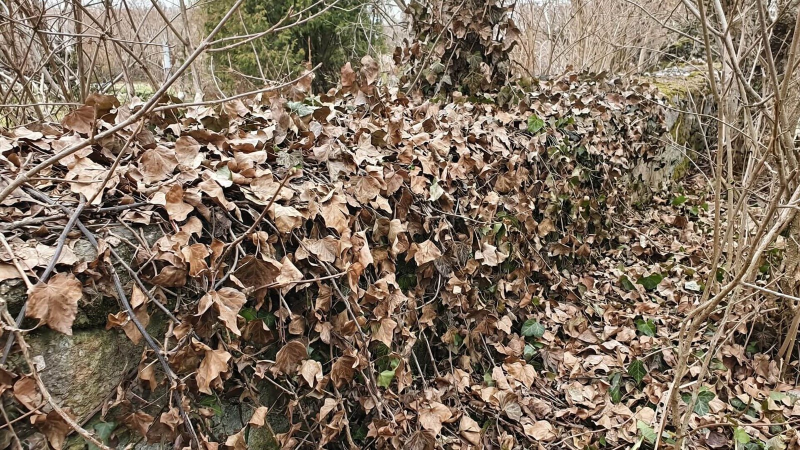 Lauko gebenė po žiemos, kodėl lapai rudi ir kaip ją atgaivinti?