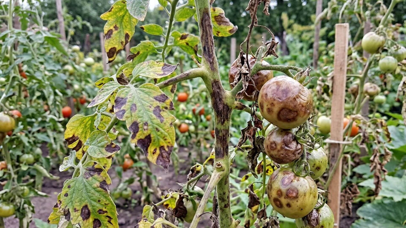 Pomidorų maras (fitoftorozė), kaip atpažinti ir ką daryti?
