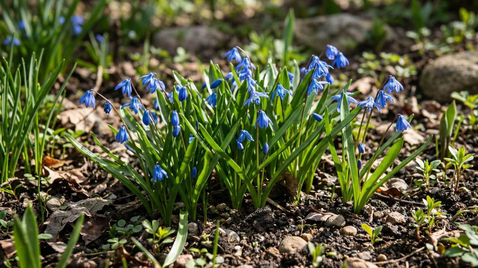 Kada sodinti scyles ir ką reikia žinoti apie sibirinę scylę?