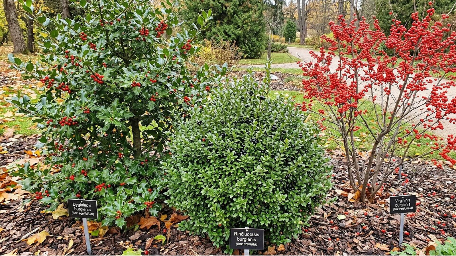 Bugienis (Ilex) dygialapis, rinčiuotasis, virgininis [apžvalga]