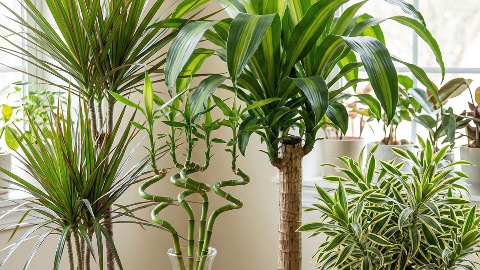 Dracena, viskas, ką reikia žinoti apie gėlės auginimą kambaryje