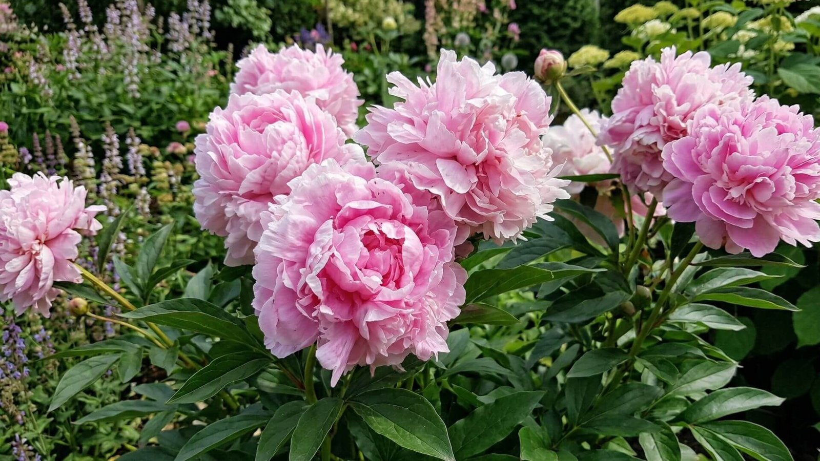 Bijūnas puikusis 'Sarah Bernhardt', kodėl ši klasika vis dar karaliauja soduose?