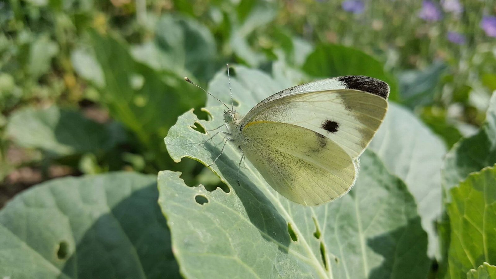 Kopūstinis baltukas, kaip apsaugoti daržą?