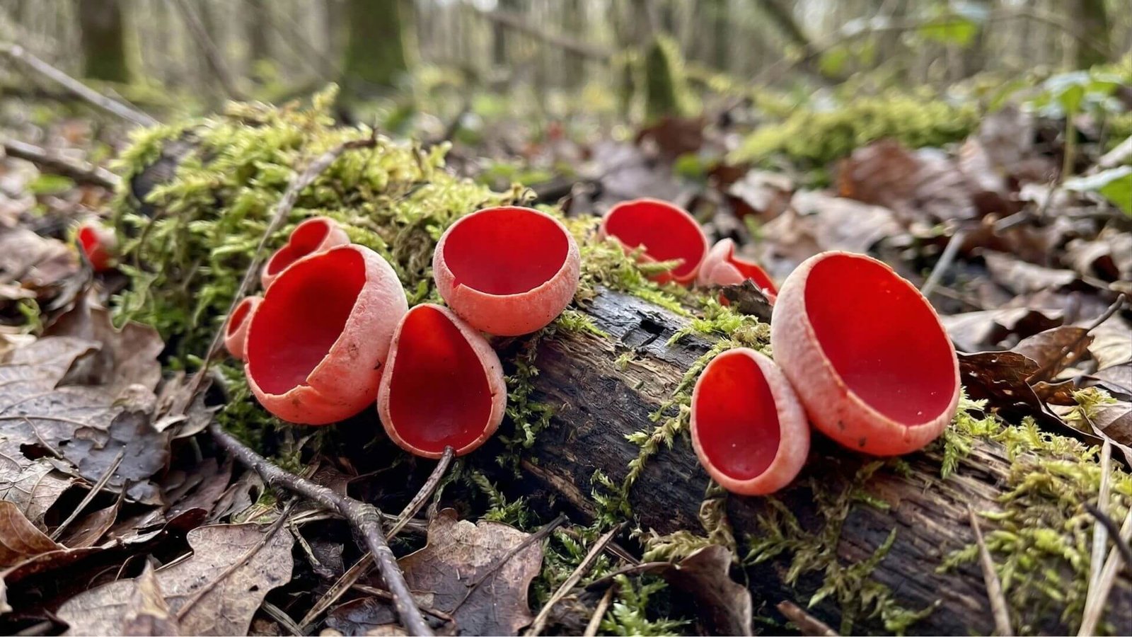 Plačiataurės ("Pavasario taurės") - ankstyvo pavasario grybai
