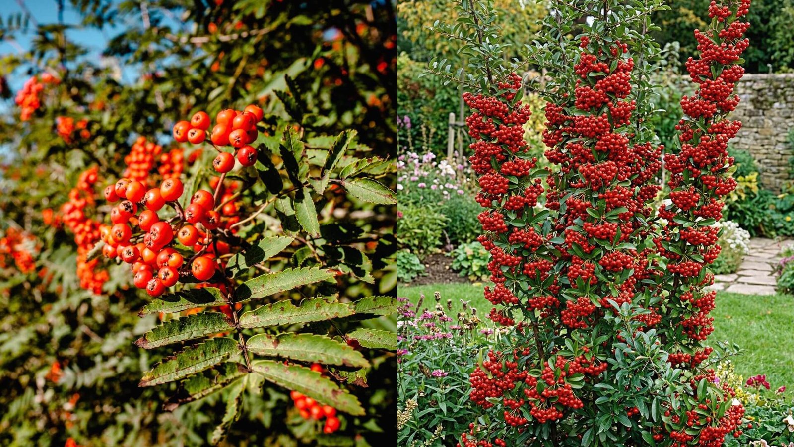 Raudonvaisė dyglainė, kokią veislę pasirinkti?