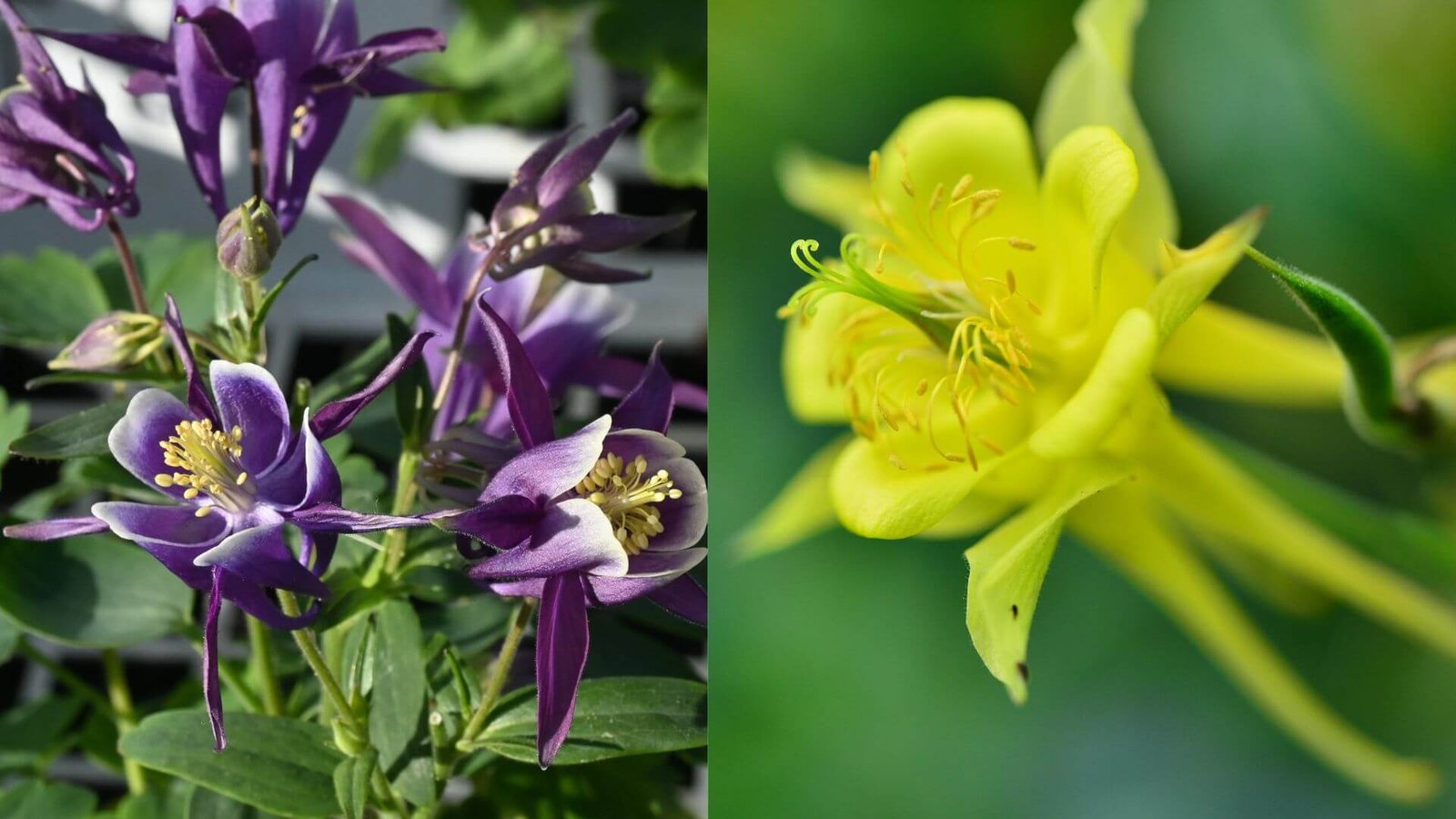 Sinavadas - gėlės auginimas, rūšys ir veislės